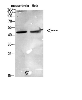CKR-6 rabbit pAb Antibody