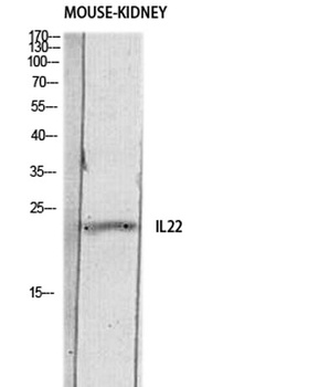 IL-22 rabbit pAb Antibody