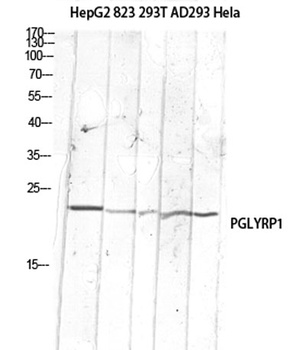 PGLYRP1 rabbit pAb Antibody