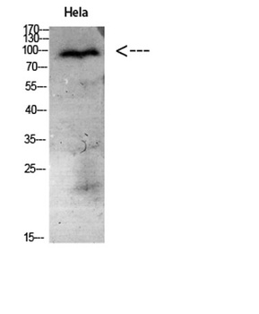 CD56 rabbit pAb Antibody
