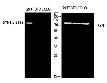 Synapsin-1 (phospho Ser553) rabbit pAb Antibody