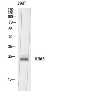 K-Ras rabbit pAb Antibody
