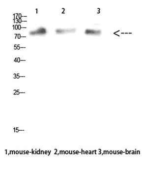 MUM1 rabbit pAb Antibody