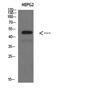 TRAF1 rabbit pAb Antibody