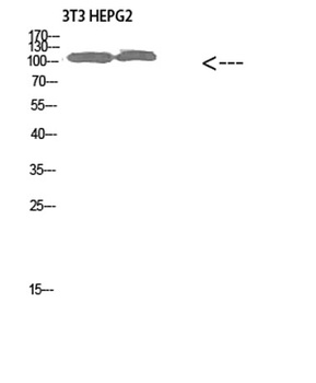 Collagen alpha-1(XXVIII)rabbit pAb Antibody