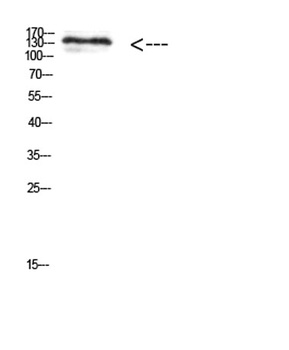 MIB1 rabbit pAb Antibody