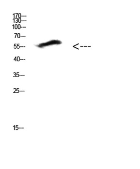 COL25A1 rabbit pAb Antibody