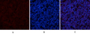CYCS rabbit pAb Antibody