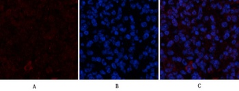 CYCS rabbit pAb Antibody