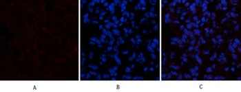 CYCS rabbit pAb Antibody