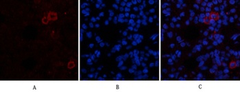 CYCS rabbit pAb Antibody