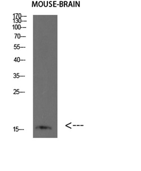 BLBP rabbit pAb Antibody