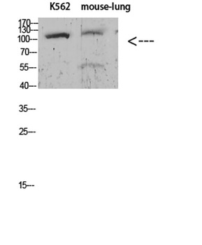 Sodium Potassium ATPase alpha-1 (Phospho-Tyr260) Rabbit pAb Antibody
