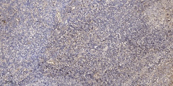 Sodium Potassium ATPase alpha-1 (Phospho-Tyr260) Rabbit pAb Antibody