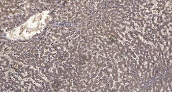 PRC1 rabbit pAb Antibody