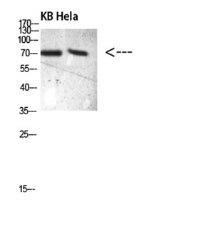 PRC1(Phospho-Thr481)rabbit pAb Antibody