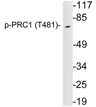 PRC1(Phospho-Thr481)rabbit pAb Antibody