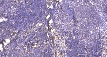 PRC1(Phospho-Thr481)rabbit pAb Antibody