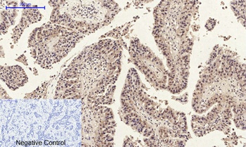 Annexin I rabbit pAb Antibody