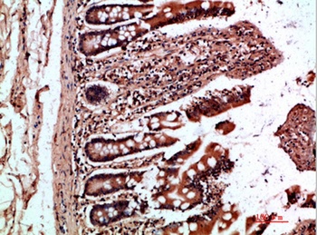 OSM rabbit pAb Antibody