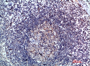 6CKine rabbit pAb Antibody