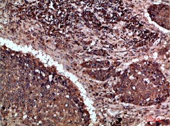 Napsin A rabbit pAb Antibody