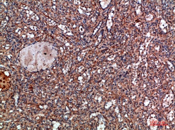 HLA-DQA1 rabbit pAb Antibody