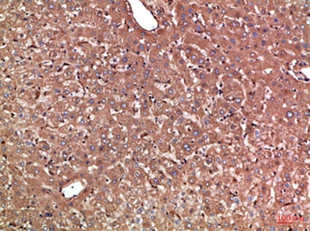 Haptoglobin rabbit pAb Antibody