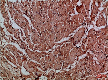 CNPY3 rabbit pAb Antibody