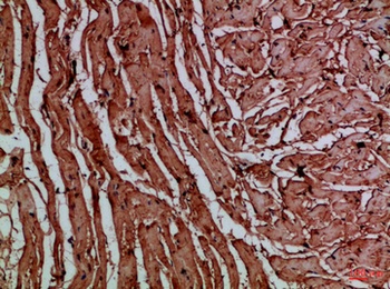 CNPY3 rabbit pAb Antibody