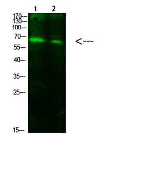 ACSS1 (Acetyl-K642) rabbit pAb Antibody