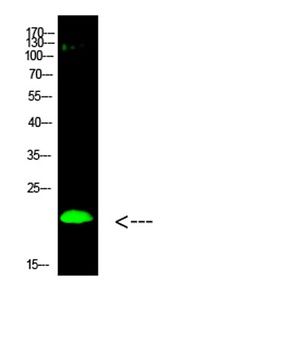 Histone H3 (Di-Methyl-K80) rabbit pAb Antibody