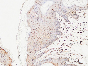 Thioredoxin rabbit pAb Antibody