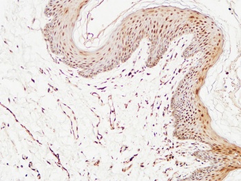 Thioredoxin rabbit pAb Antibody