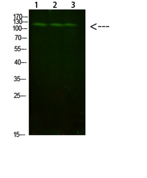 FIG4 rabbit pAb Antibody