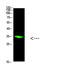 PCNA rabbit pAb Antibody