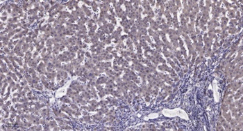 PCNA rabbit pAb Antibody