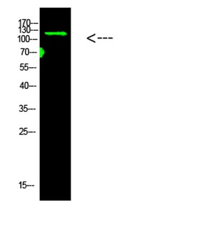 Collagen I rabbit pAb Antibody