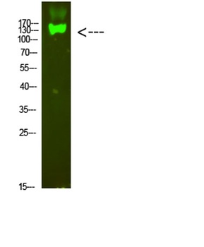 Integrin β7 rabbit pAb Antibody