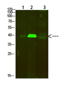 Tropomyosin α rabbit pAb Antibody
