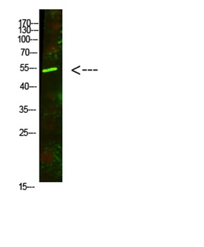 AVPR1A rabbit pAb Antibody