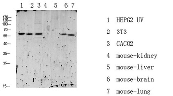RIPK2 (Phospho-Ser176) Rabbit pAb Antibody