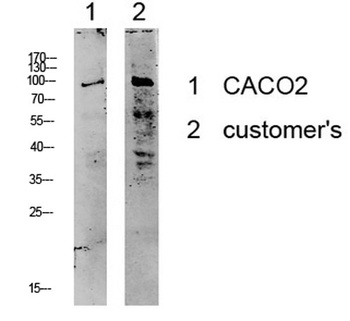 Kv2.1/KCNB1 rabbit pAb Antibody