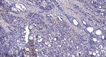 Kv2.1/KCNB1 rabbit pAb Antibody
