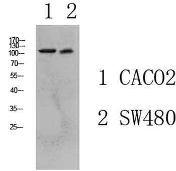 Collagen I rabbit pAb Antibody