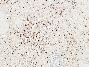 Granzyme B rabbit pAb Antibody
