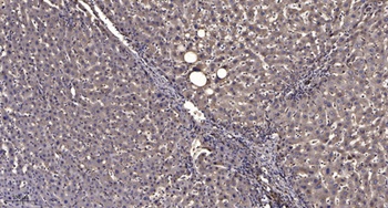 Keratin 5 rabbit pAb Antibody