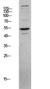 CLUS rabbit pAb Antibody
