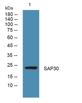 SAP30 rabbit pAb Antibody