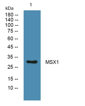 MSX1 rabbit pAb Antibody